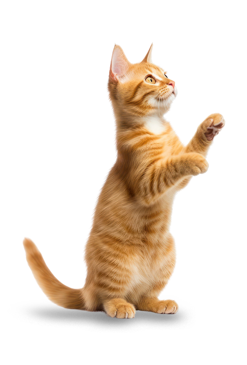 Raízes - Odontologia Veterinária